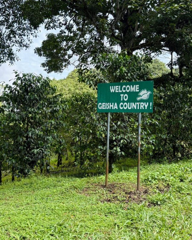 🇵🇦 Retour en images sur notre visite dans la célèbre ferme @jansoncoffee , au Panama, la référence en matière de Geisha ! Nous proposons actuellement deux lots (483 et 581) et avec @enniocantergiani , nous avons pu sélectionner les prochains.
Nous nous réjouissons de vous faire déguster ces specialty d’exception au World of Coffee à Genève ☕️.
#cafescarasso #carasso #panama #jansoncoffeefarm #jansoncoffee #panamageisha #geishacoffee #geneva #worldofcoffee